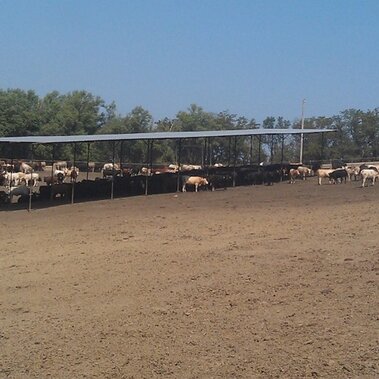 Shade in feedlot