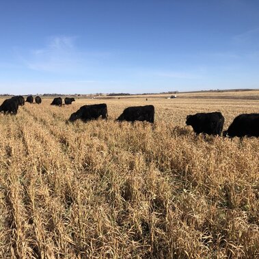 Cattle strip grazing a field