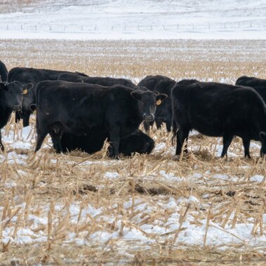 Cows grazing corn residue