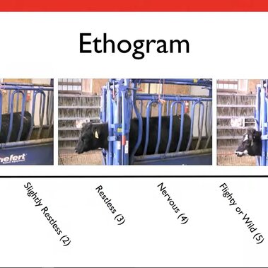 Scoring temperament of cattle in chute