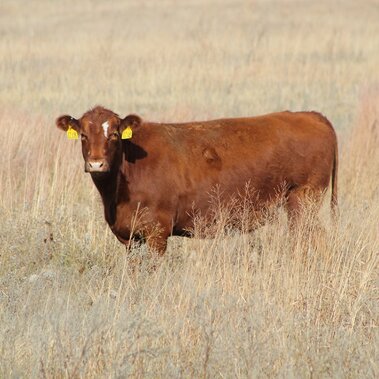 Cow on range