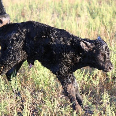 Newborn calf