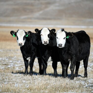 Heifers