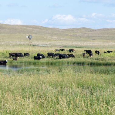 Cows grazing