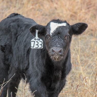 Calf in pasture