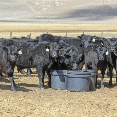 Calves at mineral tubs