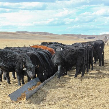 Calves at bunk