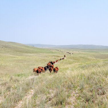 Cattle on pasture