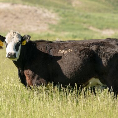 Cow on meadow