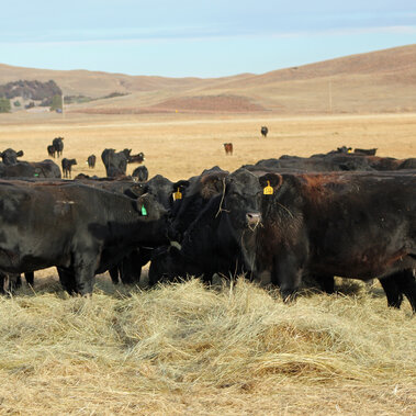 Cows eating hay