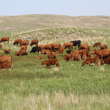 Cows calves