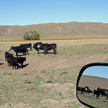 Cows calves