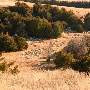 Ewes on rangeland