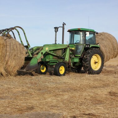 Feeding hay