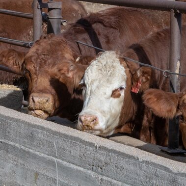 Feedlot steer