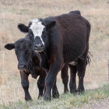 Yearlings