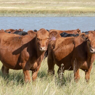 Heifers