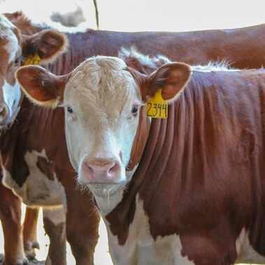 Feedlot steers