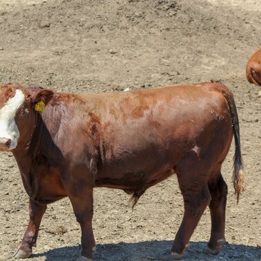 Feedlot steer