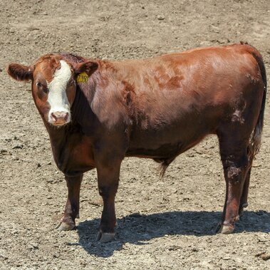 steer