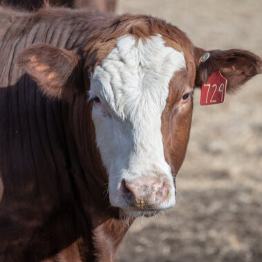 Feedlot steer