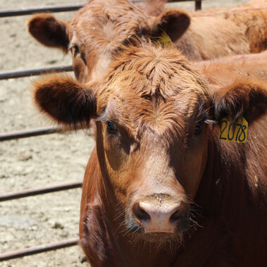 Feedlot steer