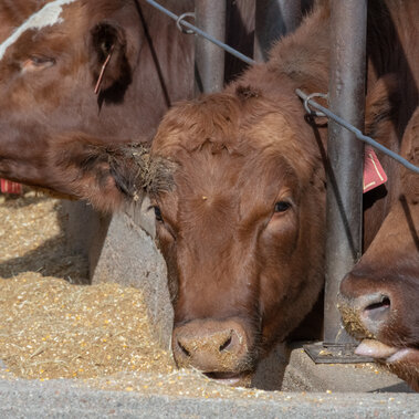 Steers at bunk