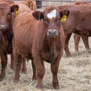 Weaned calves