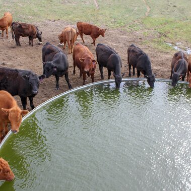 cattle drinking from a water tank