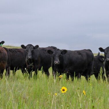 Yearling cattle on grass