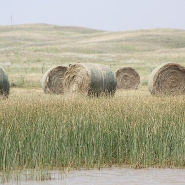 hay bales