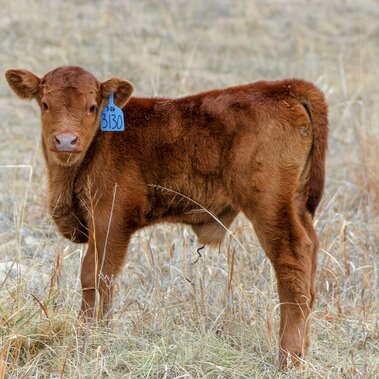 Baby calf