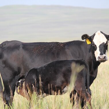 Cow calf