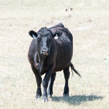 Drought cow