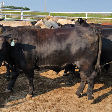 Feedlot steer