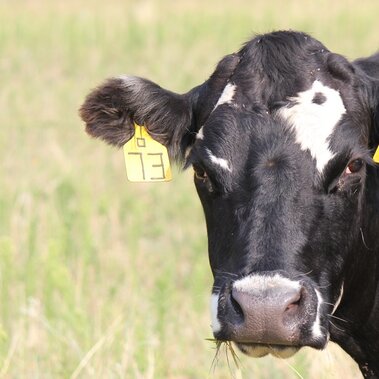 single cow looking at the camera