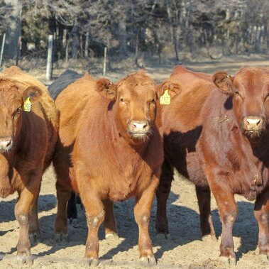 Feedlot steers