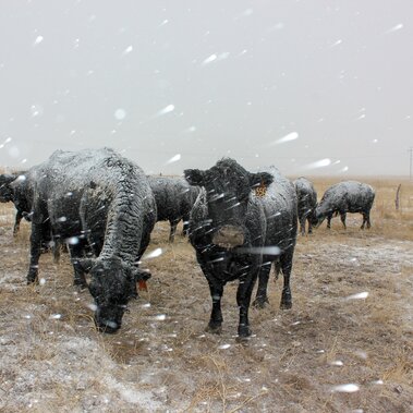 Winter grazing cows