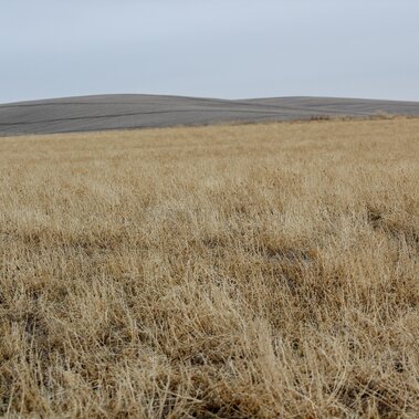 Winter alfalfa