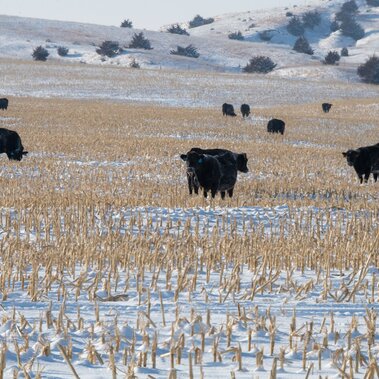 Cows grazing corn residue