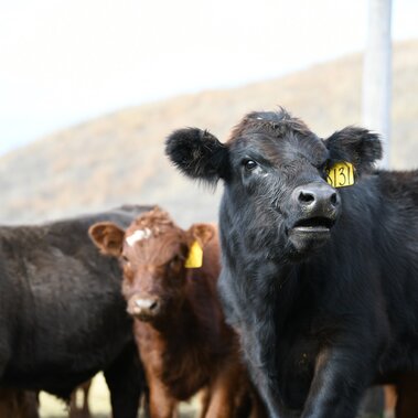 Weaned calves