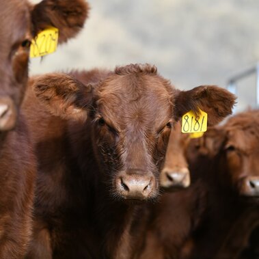 Weaned calves