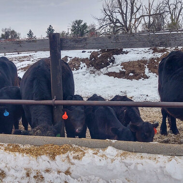 Cows and calves in confinement