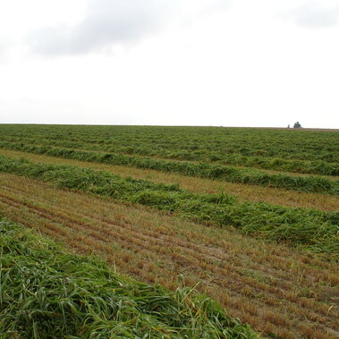Windrows to be grazed