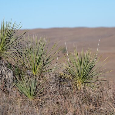 Yucca plants