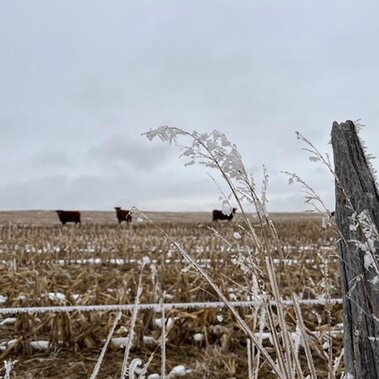 Cows grazing cornstalks