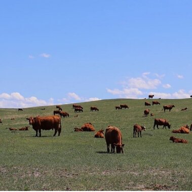 Cows grazing on rangeland