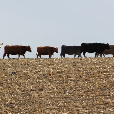 cattle grazing residue