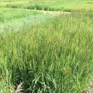 Cool-season perennial grasses