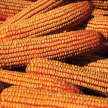Pile of corn cobs